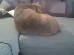 Amateur Adult Video Chat of Dileilei2