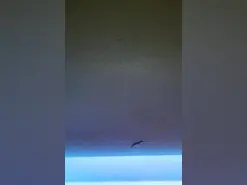 Amateur Free Porn Cam of thesacredduo