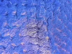 Amateur Live Sex of samantha_offici