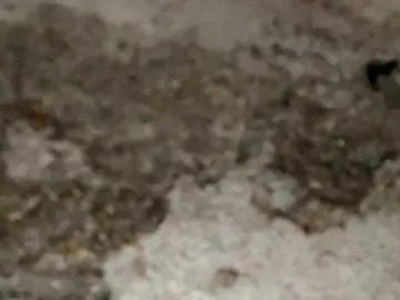 Bongacams Adult Webcam of Asiankitties