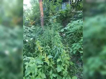 Bongacams Watch Live Sex Cams of Hotpepper-Sweetpepper