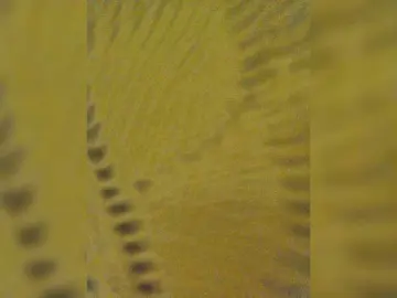 Bongacams Best live sex cam show of EditaMilf