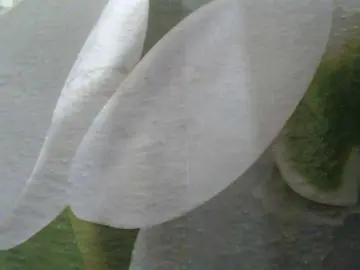 Bongacams Live Sex of TvoyaIgrushka