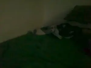 Cam4 Live Sex of Chinaa97