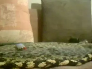 Cam4 Sex Cam of best189