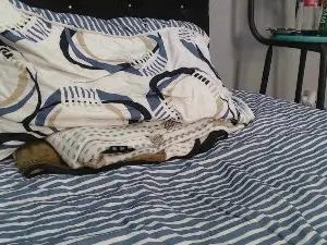 Cam4 Free Porn Cam of Bigdick_monster