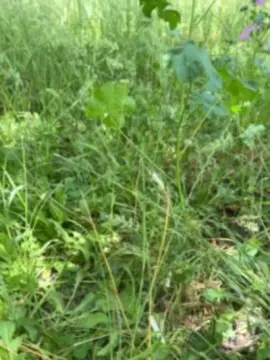 Cam4 Live Sex Cam of Xxlian23