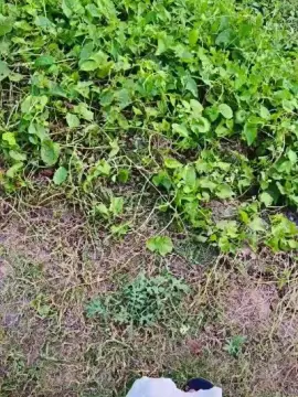 Cam4 Live Sex of Exoticboy24