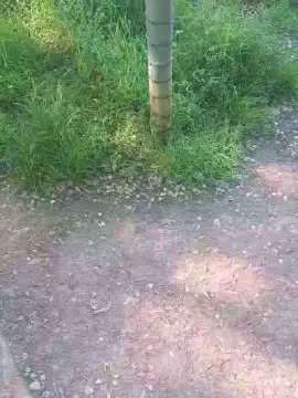 Cam4 Free Live Porn of Scarearies