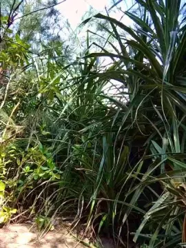 Cam4 Private Sex Chat of weimeixi