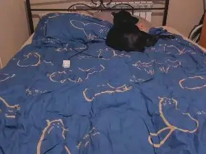 Cam4 Best live sex cam show of eva_zero