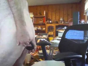 Cam4 Free Porn Cam of hairy4shave1