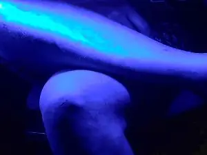 Cam4 Nude Webcam of junkatsu