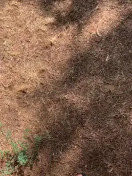Cam4 Sex Cam of bird_46