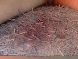 Cam4 Live Porn of sgustin1