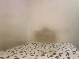 Cam4 Watch Live Sex Cams of magicwordsme