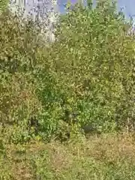 Cam4 Sex Cam of markosex75