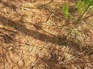 Cam4 Watch Live Sex Cams of Cuni40