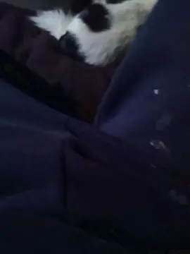 Cam4 Free Porn Cam of panchito691