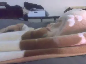 Cam4 Free Porn Cam of panpee1