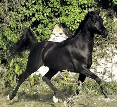 paolotorchi