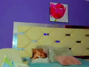 Cam4 Watch Live Sex Cams of Zafaerahot