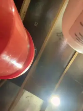 Cam4 Free Porn Cam of babybliss1991