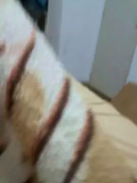 Cam4 Live Porn of Cristalhotgirll