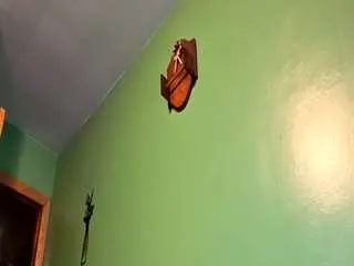 Camsoda Adult Webcams of edwardaims2pleaseu