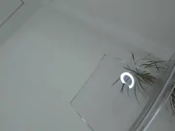 Chaturbate Live Sex of diamondkay_