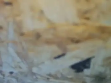 Chaturbate Free Live Porn of benfazer