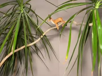 Chaturbate Sex Cam of aronyou_win