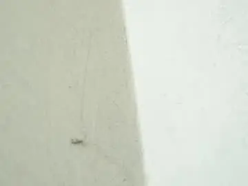 Chaturbate Free Porn Cam of birbikrom104