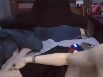 Chaturbate Free Porn Cam of lildman420