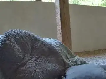 Chaturbate Live Porn of anaworld69