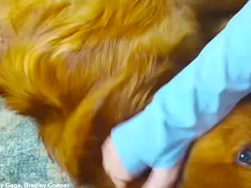 Chaturbate Adult Webcams of x_lily_x