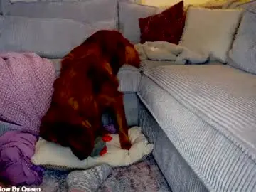 Chaturbate Nude Webcam of x_lily_x