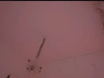 Chaturbate Best live sex cam show of _protea