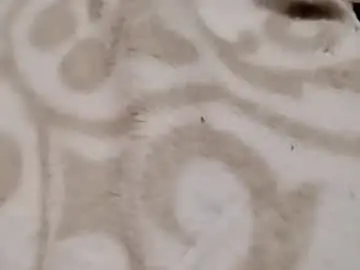 Chaturbate Free Porn Cam of rockinchell