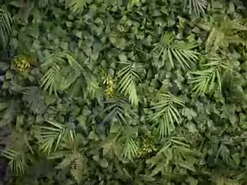 Chaturbate Live Sex of donnalust