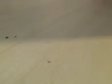 Chaturbate Free Live Porn of bobbuild