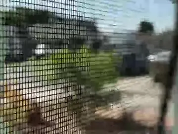 Chaturbate Adult Webcam of willirob