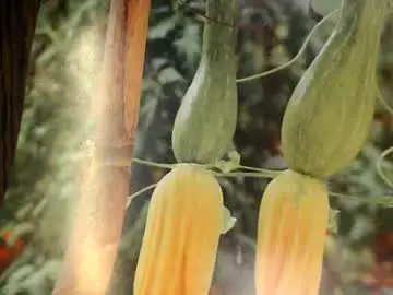 Chaturbate Live Porn of helvella