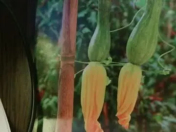 Chaturbate Live Sex of helvella