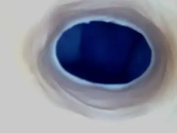 Chaturbate Sex Cam of paulainoscente