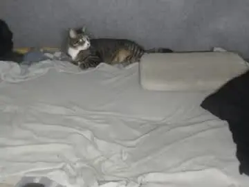 Chaturbate Adult Webcam of michael_danymans