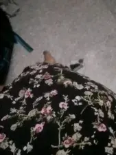 Dscgirls Best live sex cam show of Shygurl_Tamil