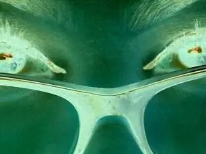 Myfreecams Best Webcam of LishaXLicious