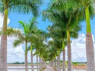 Streamate Sex Cam of Nicecock77