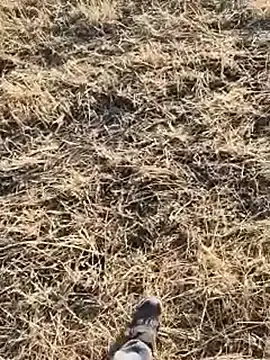 Stripchat Live Sex of murokkk31